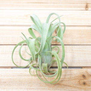 Tillandsia Curly Slim Air Plants 30 Day Air Plant Guarantee Spectacular Blooms Air Plants FAST SHIPPING image 1