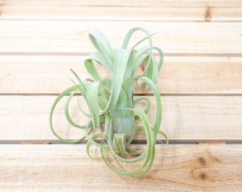 Tillandsia Curly Slim Air Plants - 30 Day Air Plant Guarantee - Spectacular Blooms - Air Plants - FAST SHIPPING