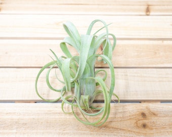 Tillandsia Curly Slim Air Plants - 30 Day Guarantee - FAST SHIPPING