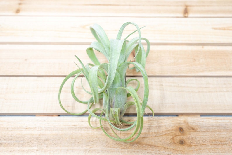 Tillandsia Curly Slim Air Plants 30 Day Air Plant Guarantee Spectacular Blooms Air Plants FAST SHIPPING image 1