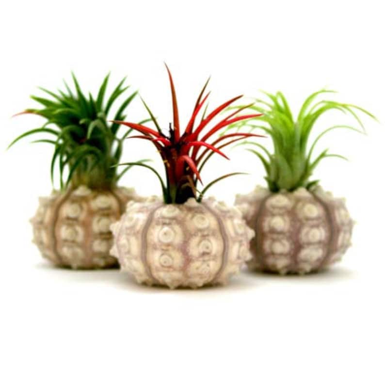 12 Pack Sputnik Shells with Air Plants Wedding Favors FAST SHIPPING 30 Day Guarantee Wholesale Air Plants