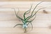 Large Air Plants - Large Bulbosa Belize Air Plants - Nice & Big 6 to 8 Inches - 30 Day Air Plant Guarantee - FAST SHIPPING 