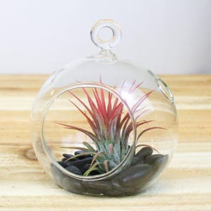 Hanging Glass Air Plant Terrarium with Black Stones - 30 Day Guarantee - Hanging Air Plant Terrarium - FAST SHIPPING