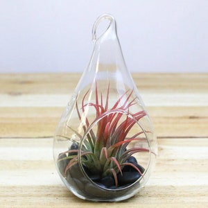 May include: A clear glass teardrop-shaped vase with a hanging loop, containing a small air plant with red and green leaves and black decorative stones.