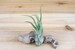 Caput Medusae Air Plants - 30 Day Air Plant Guarantee - Exotic Plant - Air Plants for Sale - FAST SHIPPING 