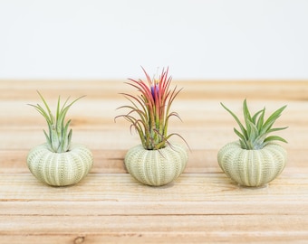 Sale Pack - 3 or 5 - Green Sea Urchins with Ionantha Air Plants - 30 Day Air Plant Guarantee - Tillandsia Air Plant Holder - FAST SHIPPING