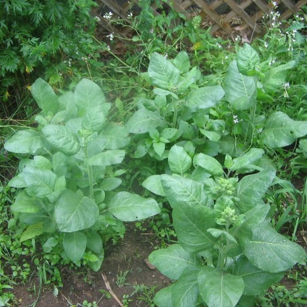 1000+ Organic Tobacco Seeds (Nicotiana Rustica) Sacred Hopi Tobacco