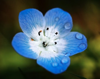 500 Baby Blue Eyes Seeds (Nemophila Menziesii)