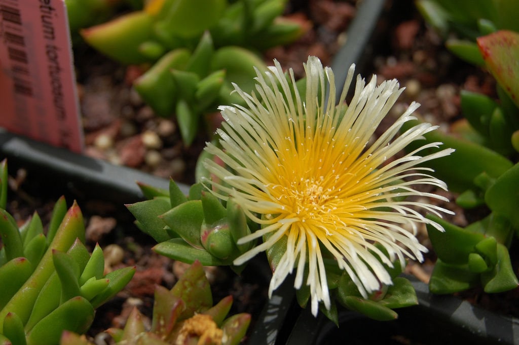 【親株】カンナ　Sceletium Tortuosum カンナ (Sceletium tortuosum) の種子 100 個 - Etsy 日本
