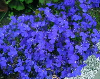 300 Lobelia Inflata Seeds Organic