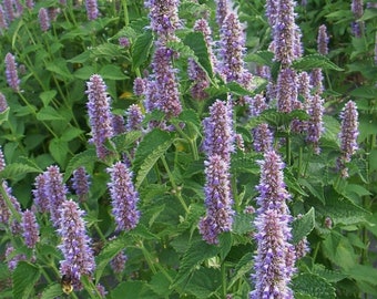 May include: A close-up of a patch of purple and green plants. The plants have tall, slender stems with clusters of small, purple flowers. The flowers are arranged in a spike-like shape. The plants are growing in a garden setting.
