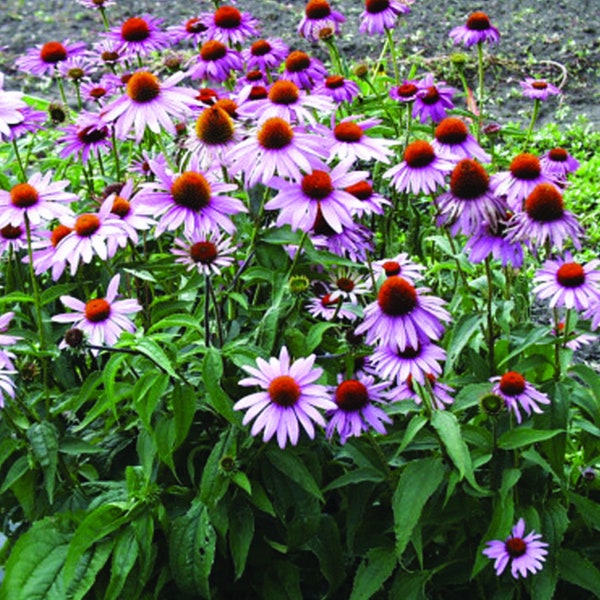 250 Purple Coneflower Seeds (Echinacea Purpurea) Organic