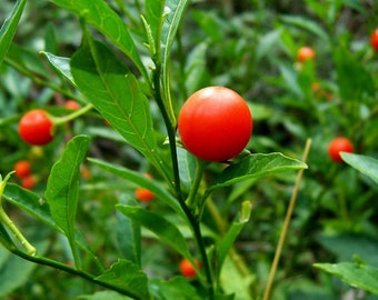 1000 Ashwagandha Seeds (Withania somniferum) Organic
