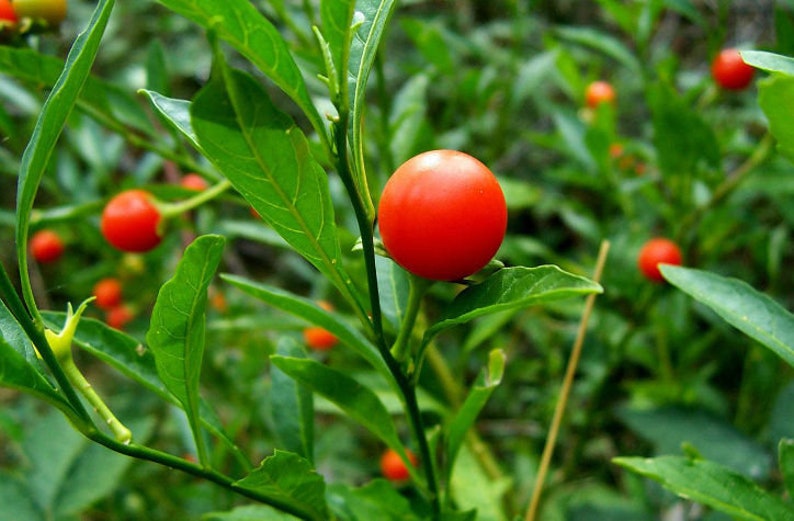 May include: A close-up of a red berry plant with green leaves. The berries are round and bright red, and they are growing in clusters on the plant.