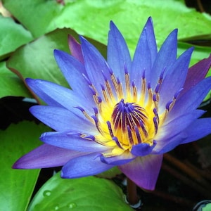 Blue Lotus Pure Absolute Oil (Nymphaea Caerulea) 1-5ml