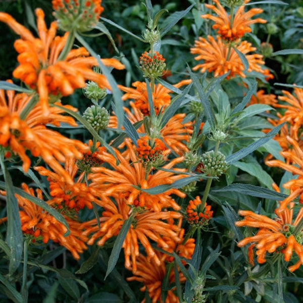 125+ Klip Dagga/Lion's Tail (Leonotis nepetifolia) seeds