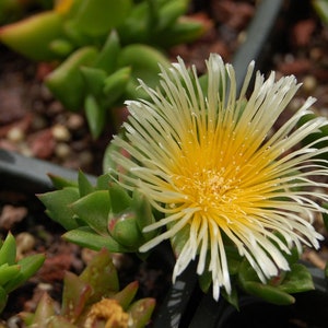 50 kanna (Sceletium tortuosum)-zaden