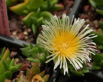 50 Samen von Kanna (Sceletium tortuosum).