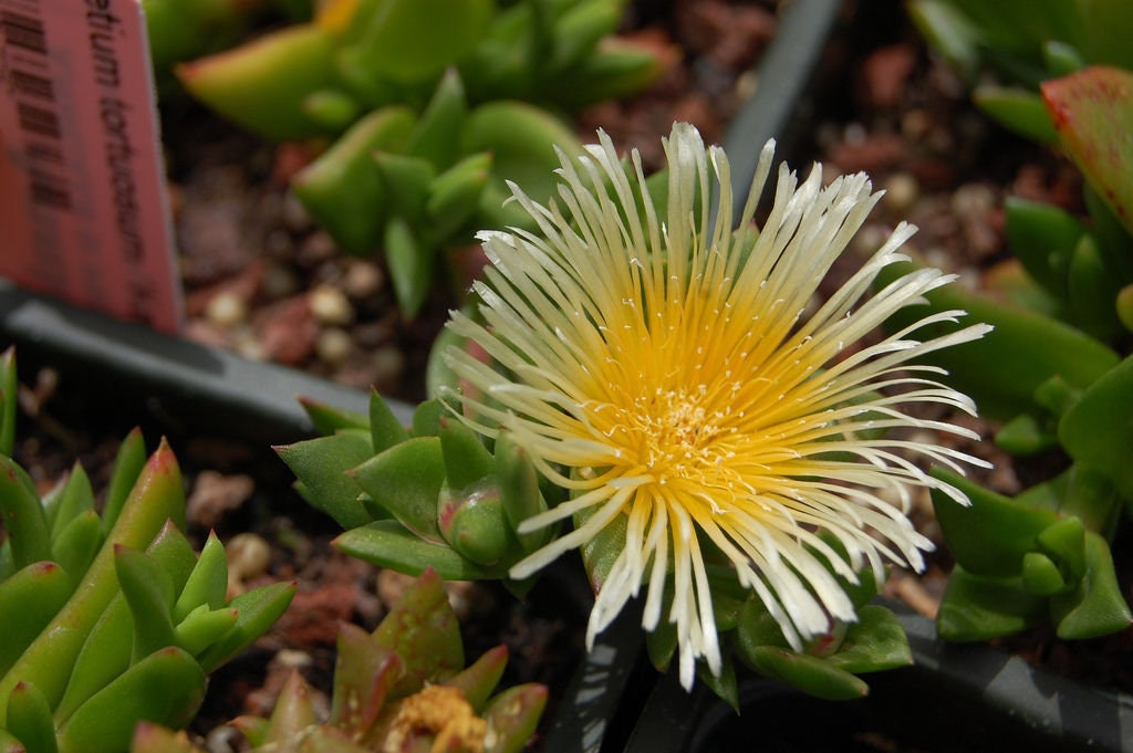 【親株】カンナ　Sceletium Tortuosum 50 Kanna (sceletium Tortuosum) Seeds - Etsy