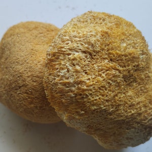 1 oz. Lions Mane Mushroom (Hericium erinaceus) Organic (China)