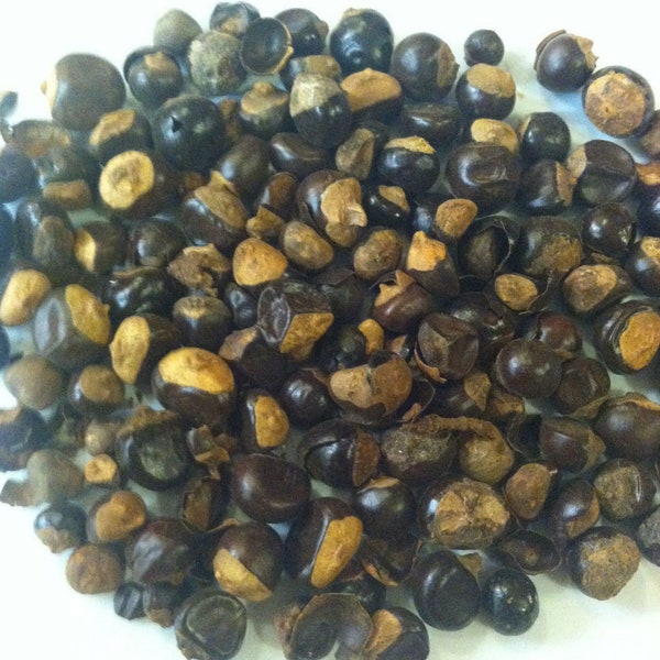 1 oz. Guarana Seed (Paullinia cupana) Wildharvested & Kosher Brazil