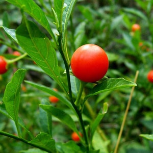 K&ouml;nnte beinhalten: Nahaufnahme einer roten Beerenpflanze mit gr&uuml;nen Bl&auml;ttern. Die Beeren sind rund und leuchtend rot und wachsen in B&uuml;scheln an der Pflanze.