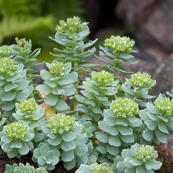 1000 Rhodiola Seeds (Rhodiola Rosea) Roseroot