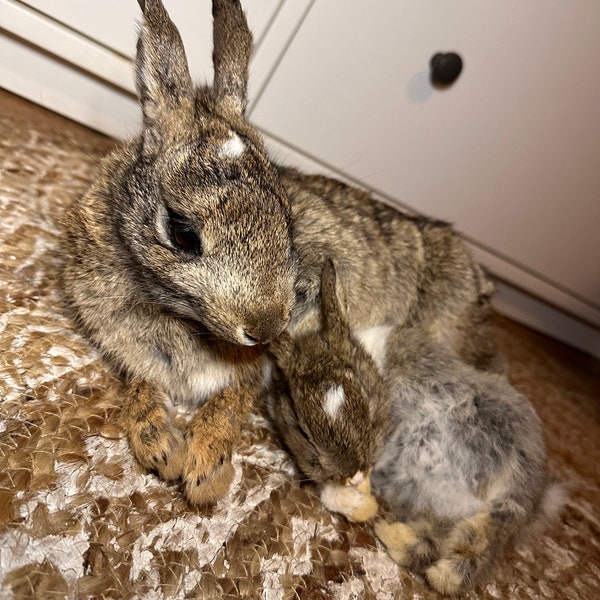 softmount taxidermy rabbit