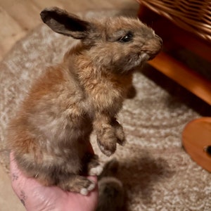 softmount taxidermy baby rabbit