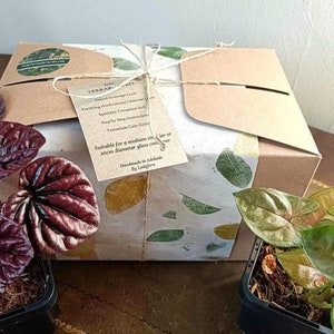 Puede incluir: Una caja de cart&oacute;n marr&oacute;n con una etiqueta de papel blanco que dice "Terrarium Kit". La etiqueta enumera el contenido del kit, incluyendo "Ground Greetings Layer", "Puffing Horticultural Charcoal", "Specialty Terrarium Soil", "Step by Step Instructions", "Terrarium Care Guide", y "Suitable for a medium size (20cm diameter glass container)". La caja est&aacute; atada con cuerda y tiene un patr&oacute;n de hojas verdes y amarillas en el lateral. Dos peque&ntilde;as plantas en maceta est&aacute;n en primer plano, una con hojas de color rojo oscuro y la otra con hojas verdes y blancas.