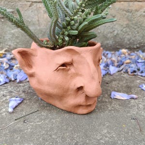 May include: A terracotta face planter with a detailed human-like face, including ears, eyes, and a nose. The planter holds a green succulent plant. The planter is on a concrete surface with blue flower petals scattered around.