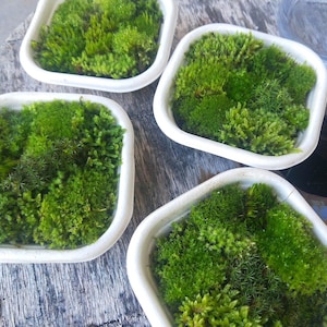 May include: Four square white containers filled with various types of vibrant green moss. Each container holds a dense collection of living moss with differing textures, ranging from fine, needle-like sprigs to thick, rounded, and soft patches.