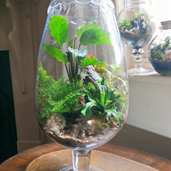 Established Terrarium - Fox's Burrow - Enchanted garden, miniature woodland scene garden Adelaide SA local delivery