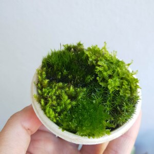 Mini live moss 60ml sampler - mixed varieties terrarium vivarium bonsai fairy garden