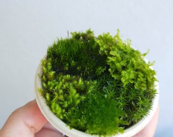 Mini live moss 60ml sampler - mixed varieties terrarium vivarium bonsai fairy garden