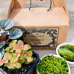 May include: A DIY terrarium kit featuring a brown cardboard box with a green string handle. The kit includes small potted plants with pink and green leaves, and two small white bowls filled with green moss. The label reads "DIY Terrarium Kit".