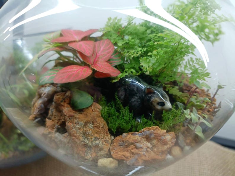 Może przedstawiać: Szklane terrarium zawierające miniaturowy krajobraz z zielonymi paprociami, roślinami fittonia z r&oacute;żowymi żyłkami, mchem i teksturowanymi brązowymi skałami. Mała czarno-biała figurka skunksa jest umieszczona wśr&oacute;d zieleni i kamieni wewnątrz.