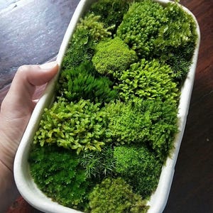 May include: A rectangular white ceramic planter filled with various shades of green moss. The moss textures range from dense and compact to fine and feathery. The planter is held by a hand, with a dark wooden surface in the background.
