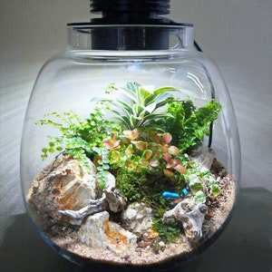Puede incluir: Un terrario de vidrio con una tapa negra y una luz en el interior. El terrario contiene una variedad de plantas, incluyendo helechos, musgo y una bromelia. Tambi&eacute;n hay rocas y madera flotante dentro del terrario.