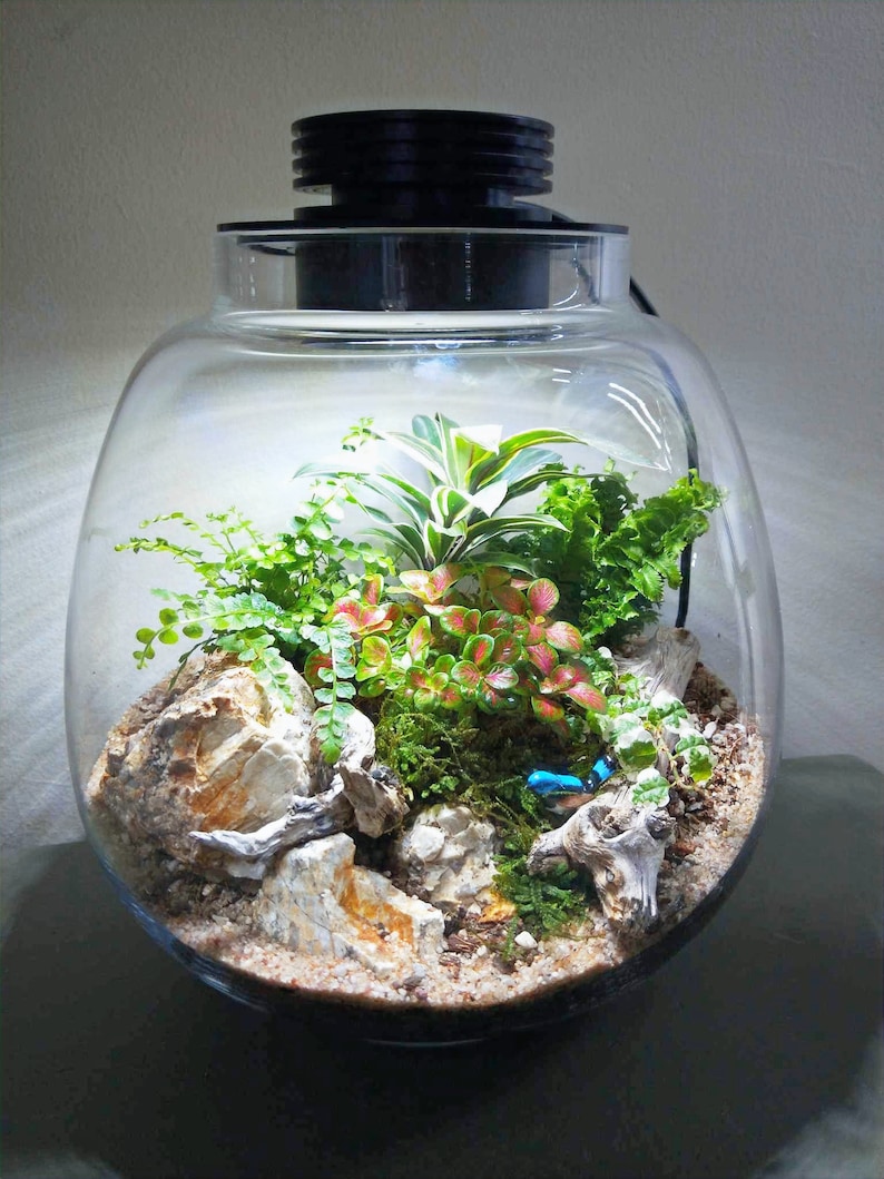 Puede incluir: Un terrario de vidrio con una tapa negra y una luz en el interior. El terrario contiene una variedad de plantas, incluyendo helechos, musgo y una bromelia. Tambi&eacute;n hay rocas y madera flotante dentro del terrario.
