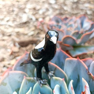 May include: A glossy ceramic magpie figurine, predominantly black and white, standing on a succulent plant with blue-green leaves. The bird is the focal point, set against a blurred backdrop of the plant and mulch.
