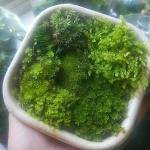 Live moss - Sustainably sourced  13cm x 13cm container Australian Moss - terrarium model making