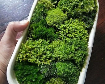 Live moss large pack - Sustainably sourced Australian Moss - terrarium model making