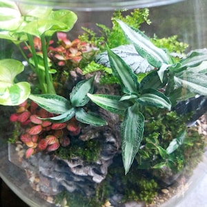 Puede incluir: Un terrario de vidrio con una variedad de plantas verdes, incluyendo helechos, musgo y una planta de hojas con rayas blancas. El terrario est&aacute; lleno de peque&ntilde;as piedras y un trozo de madera flotante.