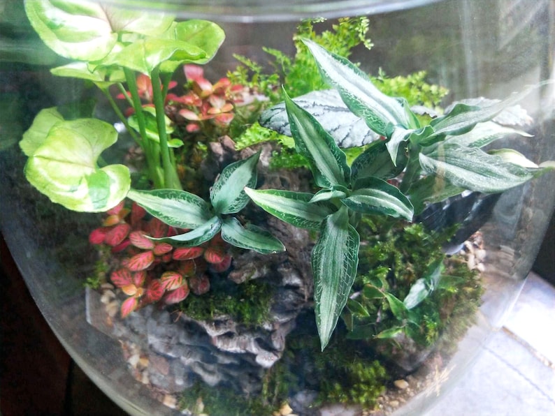 Puede incluir: Un terrario de vidrio con una variedad de plantas verdes, incluyendo helechos, musgo y una planta de hojas con rayas blancas. El terrario est&aacute; lleno de peque&ntilde;as piedras y un trozo de madera flotante.