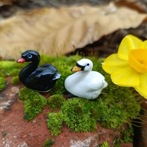 May include: Two miniature swan figurines, one black with a red beak and one white with an orange and black beak, positioned next to a bright yellow daffodil flower. The swans are crafted with smooth, glossy surfaces and detailed features.