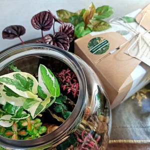 Puede incluir: Un terrario de vidrio transparente con una variedad de plantas, incluyendo una planta de hoja variegada, una peque&ntilde;a planta roja y una planta verde. El terrario est&aacute; sentado sobre una superficie marr&oacute;n.