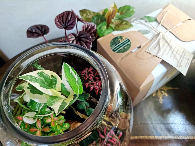 Puede incluir: Un terrario de vidrio transparente con una variedad de plantas, incluyendo una planta de hoja variegada, una peque&ntilde;a planta roja y una planta verde. El terrario est&aacute; sentado sobre una superficie marr&oacute;n.