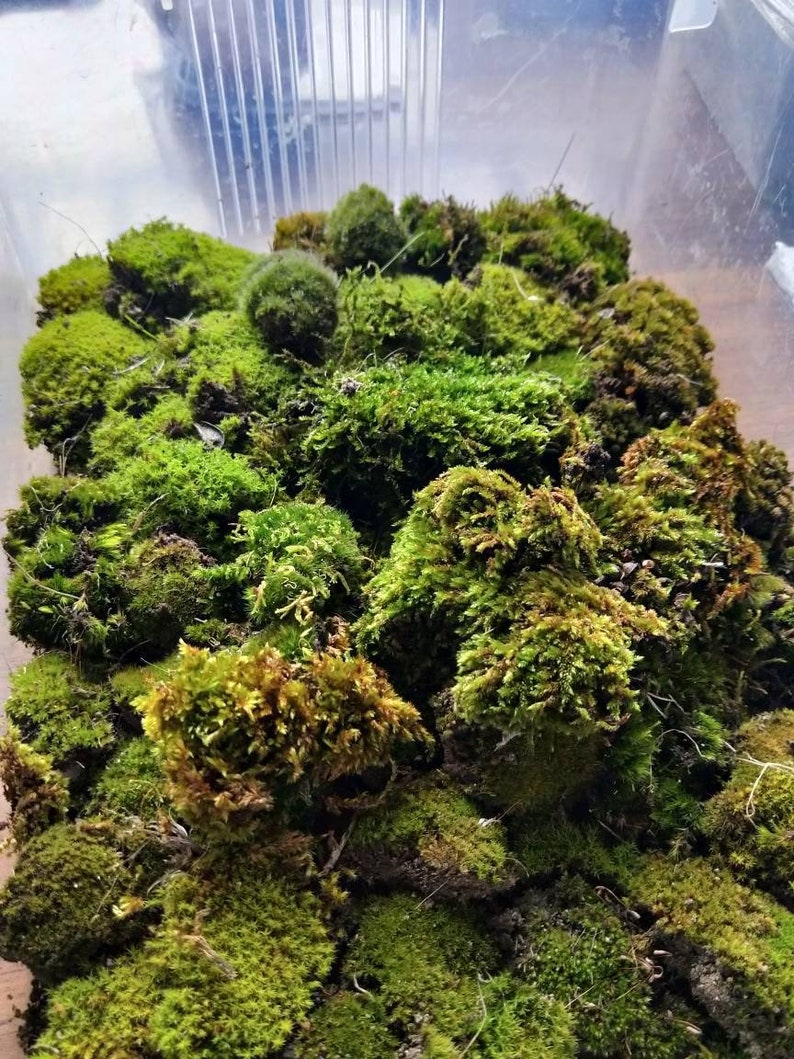 Sustainably sourced live Australian Moss terrarium model Etsy