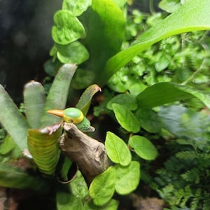May include: A close-up of a terrarium with various green plants and a small, decorative bird. The plants include large leaves and ferns, creating a miniature ecosystem. The bird figurine is perched on a piece of wood.